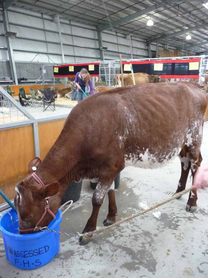Illawarra cow